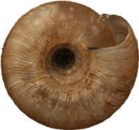 Discus rotundatusFLÄCKDISKSNÄCKA5.2 × 5.5 mm